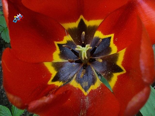 Tulipe-1999-DCP00297_HG