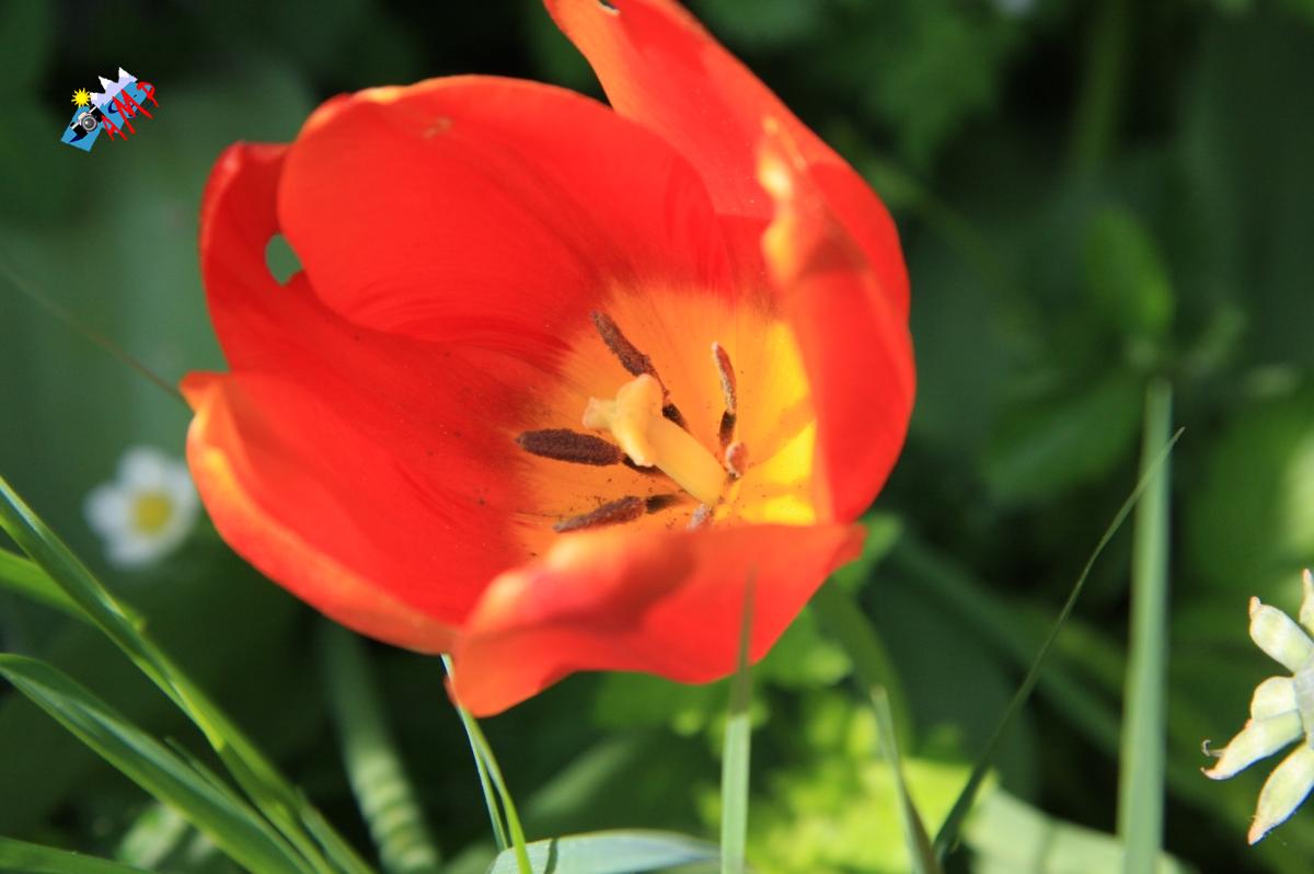 Tulipe-2009_3037_HG