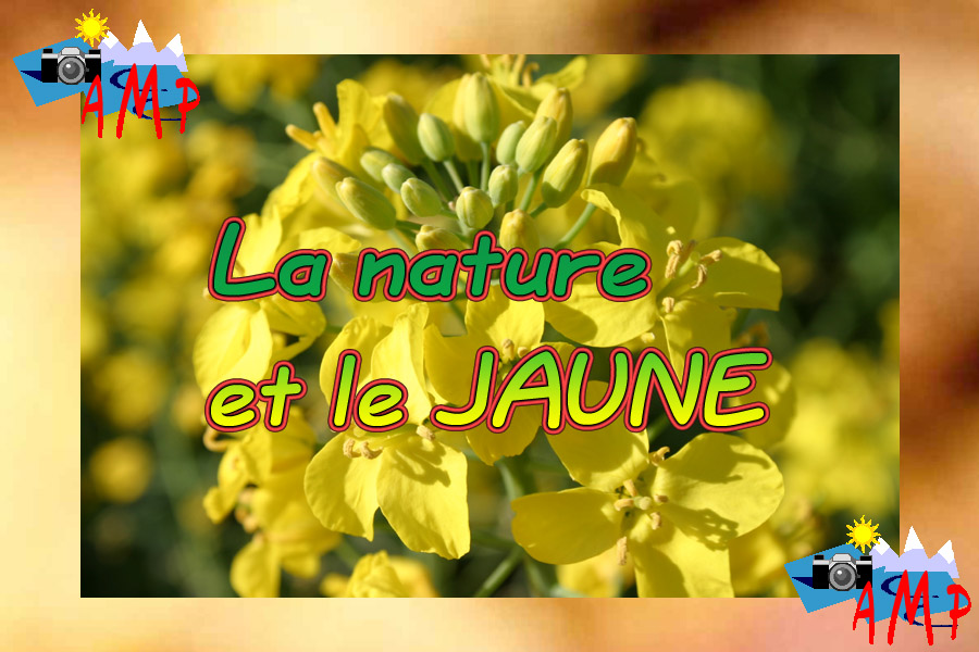 001-AMPtete-6