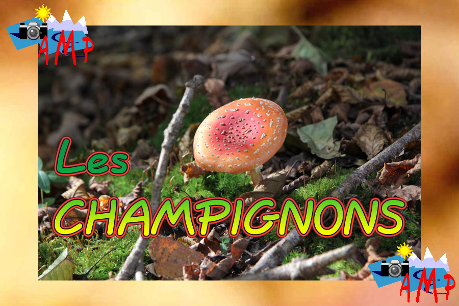 001-AMPtete-7