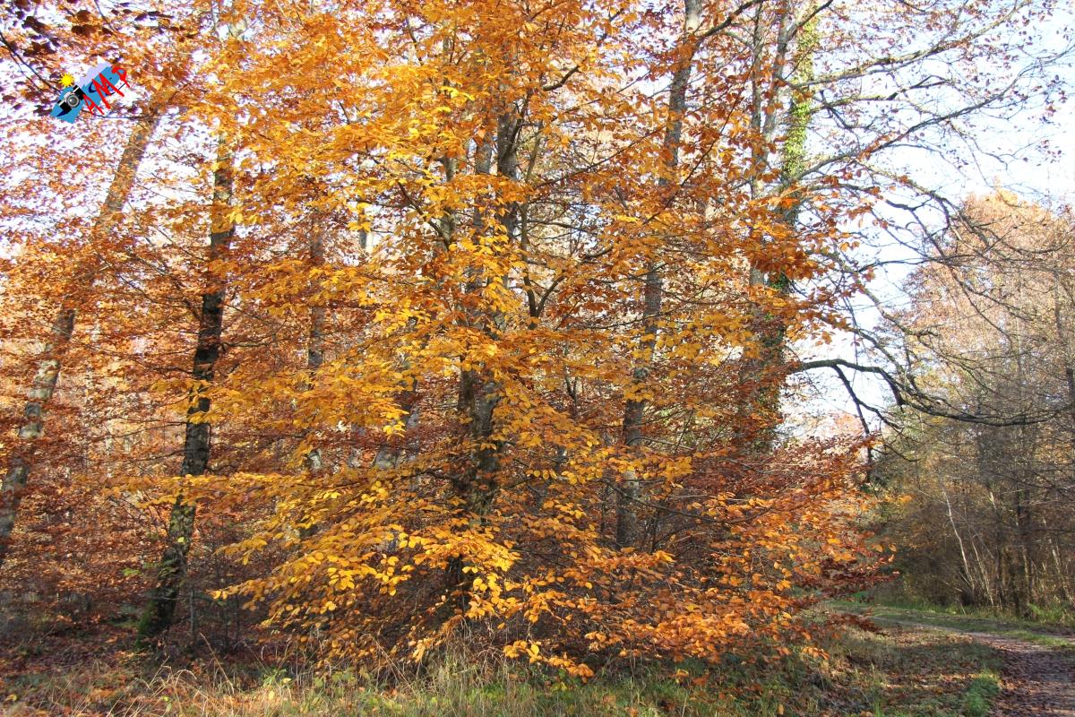 N2012-11_16_IMG_6975_HG