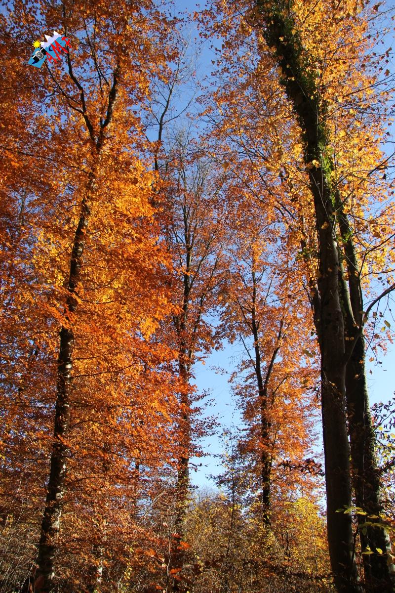 N2012-11_16_IMG_6997_HG