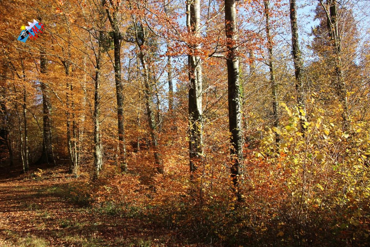 N2012-11_16_IMG_7019_HG