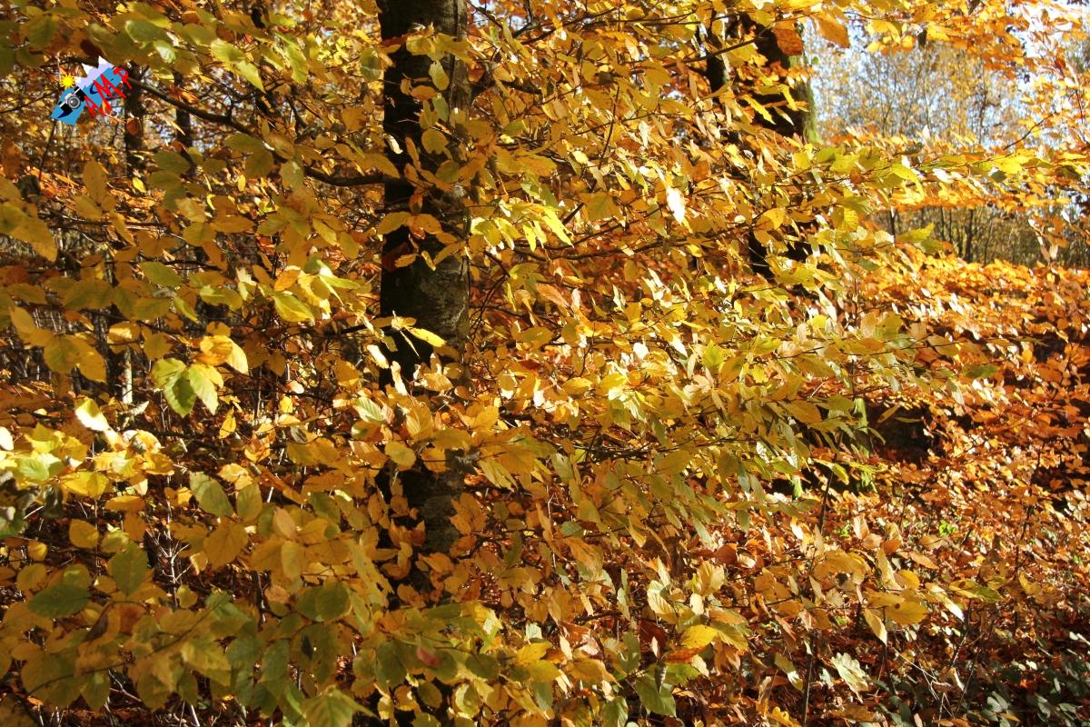 N2012-11_16_IMG_7029_HG
