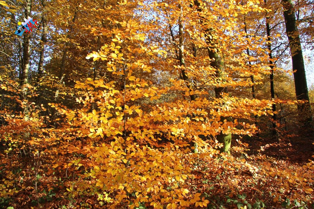 N2012-11_16_IMG_7036_HG
