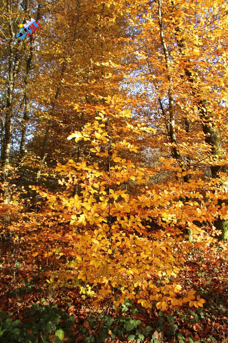 N2012-11_16_IMG_7037_HG