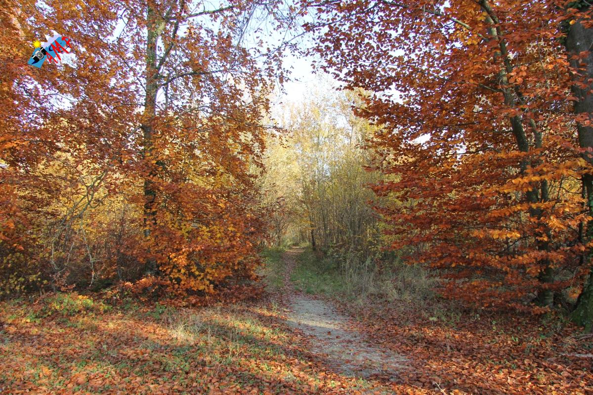 N2012-11_16_IMG_7043_HG