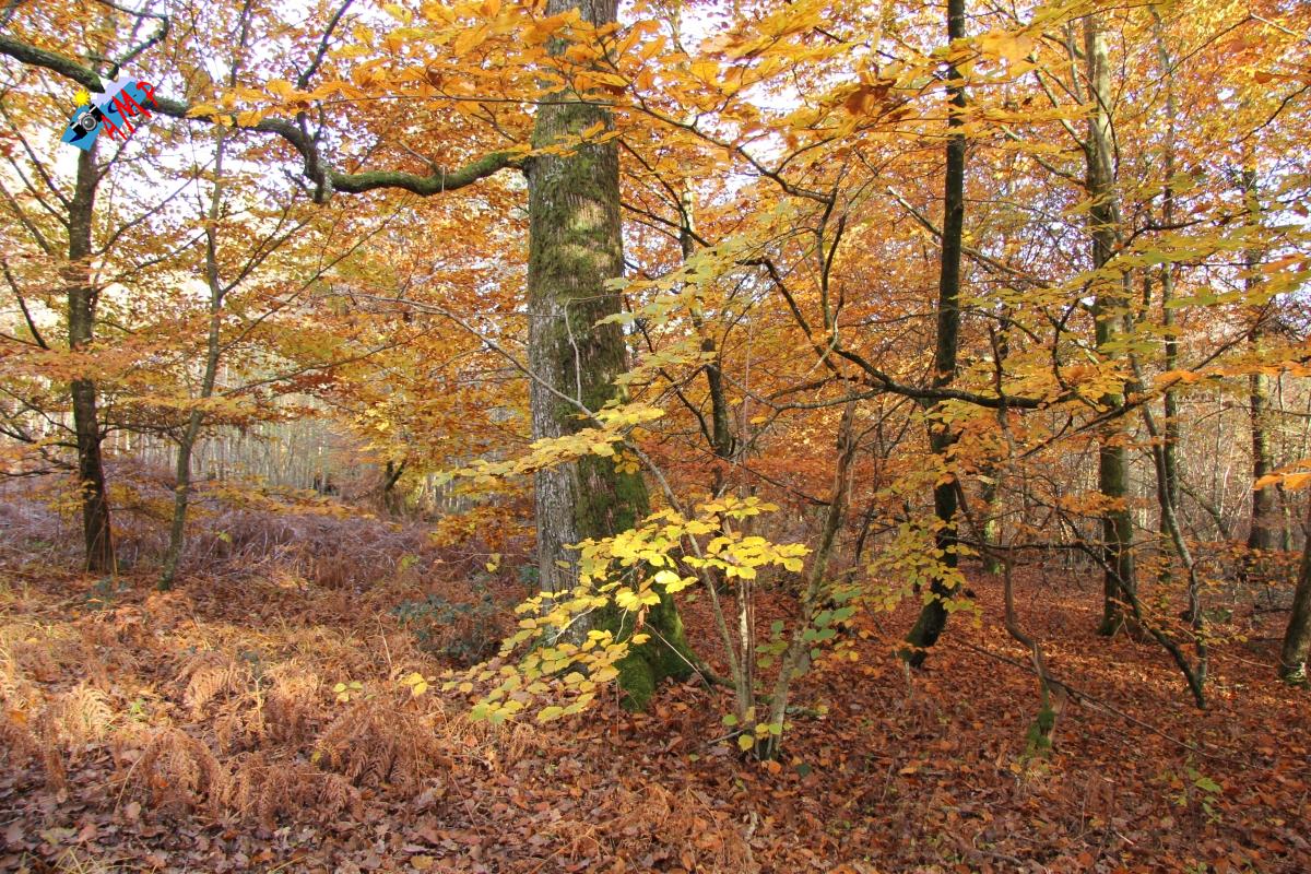 N2012-11_16_IMG_7066_HG
