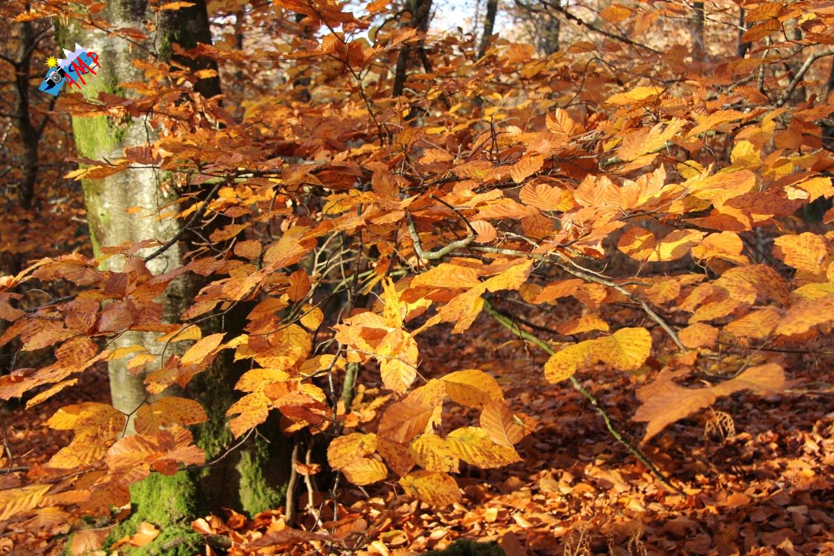 N2012-11_16_IMG_7072_HG